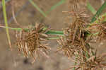 Fuzzy flatsedge